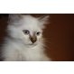 Odin, Orsolya,Odett,Olimpia, Heilige Birma - Katze