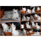 Odin, Orsolya, Odett, Olimpia, Heilige Birma - Katze