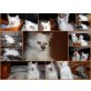 Odin, Orsolya,Odett,Olimpia, Heilige Birma - Katze