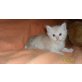 Odin,Owen, Maine Coon - Kater