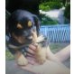 Odin, Rottweiler Welpen - Rüde