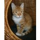 Odin, kleiner, ruhiger Katzenbub - Kater