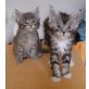Odin und Merlin, Maine Coon - Kater