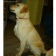 Odin vom Haselgrund, Labrador Retriever Welpen - Rüde
