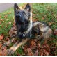Odin vom Schloß Homburg, Altdeutsche Schäferhunde - Rüde