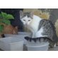 Ody, Katerbub sucht Zuhause, wo er geliebt wird - Kater