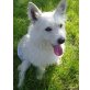 Ody, West Highland Terrier-Rüde - Rüde