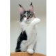 Odysea, Maine Coon - Katze
