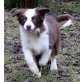 Oether Golem, Border-Collie - Rüde