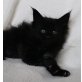 Oh Carolina, Maine Coon - Katze