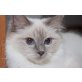 Ohara - junge, liebe Katze, Heilige Birma - Katze