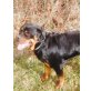 Ohm, Rottweiler - Rüde