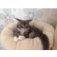 Okelani, Maine Coon - Katze