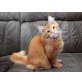 Oki Doki, Maine Coon - Kater