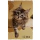Okito, Maine Coon - Kater