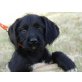 Oktavia, Labrador Welpen - Hündin