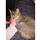 Olaf, Europäisch Kurzhaar - Kater