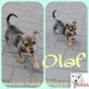 Olaf, Mischling Welpen - Rüde