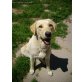 Olandra vom Haselgrund, Labrador Retriever - Hündin