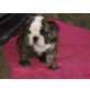 Olde English Bulldogge - Hündin