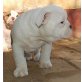 Olde English Bulldogge - Rüde