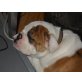 Olde English Bulldogge - Rüde
