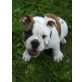 Olde English Bulldogge - Rüde