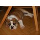 Olde English Bulldogge - Rüde
