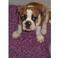 Olde English Bulldogge - Rüde