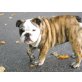 Olde English Bulldogge - Rüde