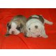 Olde English Bulldogge - Rüde