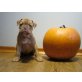 Olde English Bulldogge - Rüde