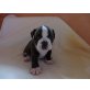 Olde English Bulldogge Welpen - Hündin