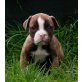 Olde English Bulldogge Welpen - Rüde