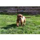 Olde English Bulldogge Welpen - Rüde