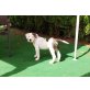 Olde English Bulldogge Welpen - Rüde