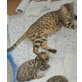 Olenko, Bengalkatze - Katze