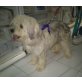 Olga, Shih tzu Mix - Hündin