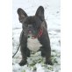 Oli , Französische Bulldogge - Hündin