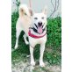 Oli, Husky-Mischling - Rüde