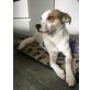 Oli, Jack-Russell-Mischling - Rüde