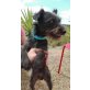 Oli, Schnauzer Mix - Rüde