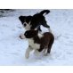 Oliva Golem, Border-Collie Welpen - Hündin