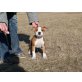 Oliver, Amerikanischer Staffordshire-Terrier Welpen - Rüde