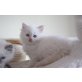 Oliver, Ragdoll - Kater