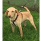 Oliver sucht schönes Zuhause, Labrador-Mischling - Rüde