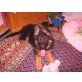 Olivia, Altdeutsche Schäferhunde Welpen - Hündin