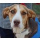 Olivia, Beagle Harrier Mix - Hündin