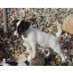 Olivia, Jack-Russell-Terrier - Hündin