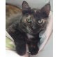 Olivia, Mischling - Katze